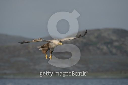 Eagle Hunting 이미지 (506466411) 게티이미지뱅크