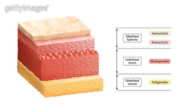 Layers Of Human Skin - German Labeling 이미지 (508012385) - 게티이미지뱅크