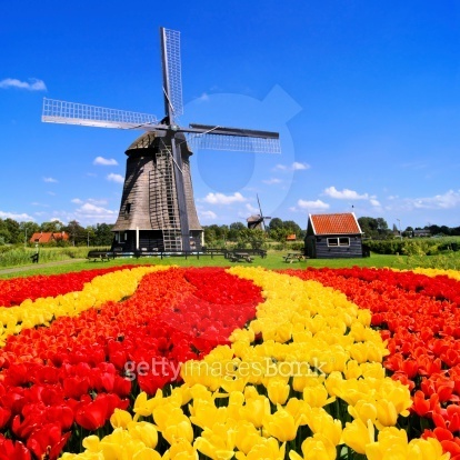 Dutch tulips and windmill 이미지 (491380911) - 게티이미지뱅크
