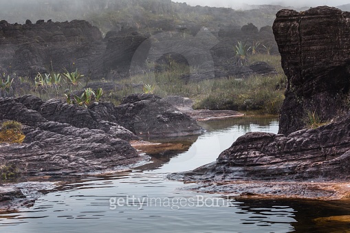 Very rare endemic plants on the plateau of Roraima 이미지 (529066345) - 게티 ...