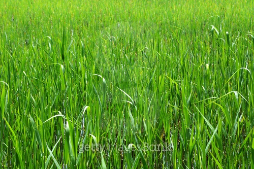 수풀 이미지 (a7945866) - 게티이미지뱅크