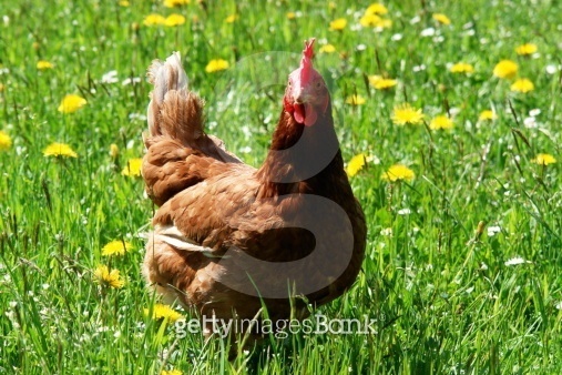 free range hen in a spring meadow 이미지 (466161163) - 게티이미지뱅크