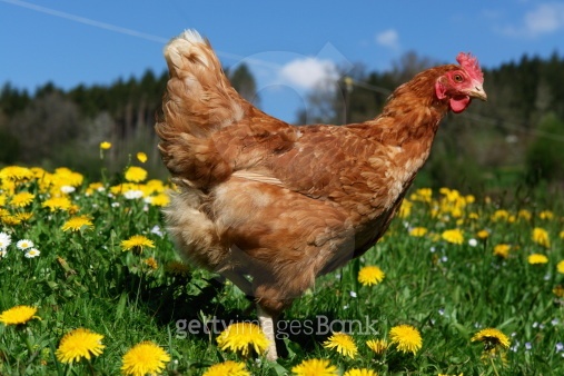 free range hen in a spring meadow 이미지 (465014429) - 게티이미지뱅크