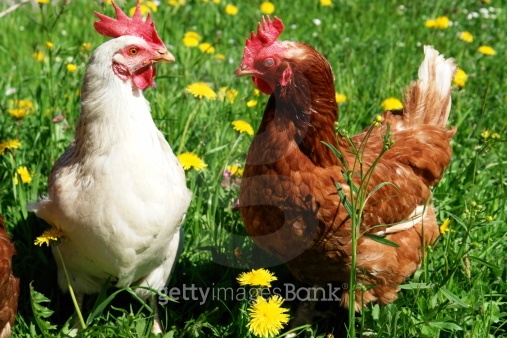 free range hen in a spring meadow 이미지 (465014453) - 게티이미지뱅크