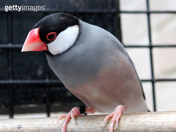 Close-up ringed Male Java Sparrow (Rice Bird) in aviary ์ด๋ฏธ์ง (508966377 ...
