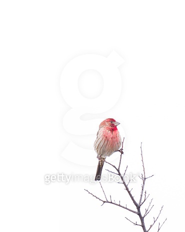 Red-Breasted House Finch 이미지 (467301928) - 게티이미지뱅크