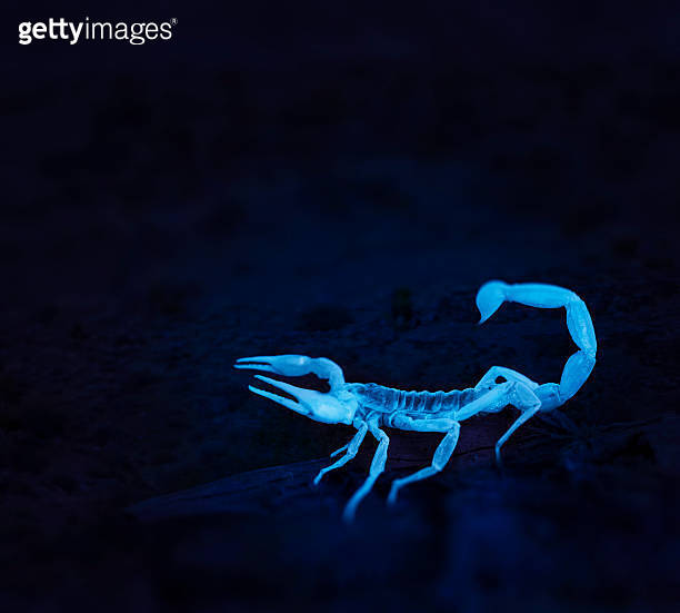 Scorpion black light 이미지 (489639340) 게티이미지뱅크