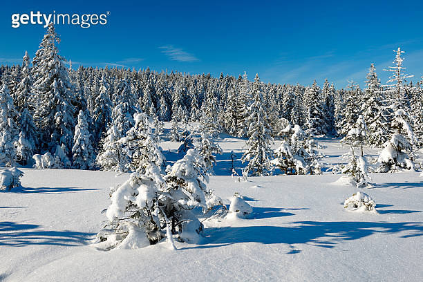 Wild Winter Landscape, Spruce Tree Forest Covered by Snow 이미지 ...