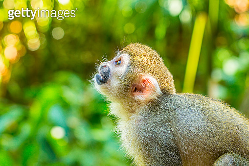 Spider Monkey Scene 이미지 (531901471) 게티이미지뱅크