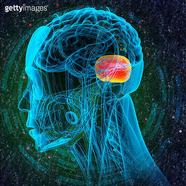 3d render medical illustration of the human brain cerebrum (532574909 ...