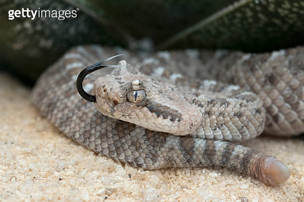 Newborn Sidewinder Rattlesnake with one button rattle. (484471890) - 게티 ...