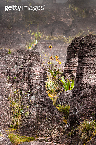 Very rare endemic plants on the plateau of Roraima 이미지 (529066343) - 게티 ...