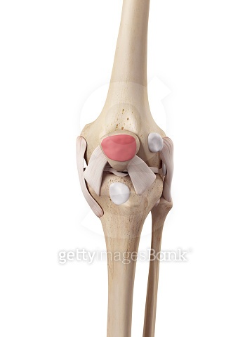 The subcutaneous prepatellar bursa 이미지 (482260340) - 게티이미지뱅크
