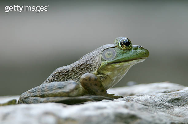 Frog Profile 이미지 (471033939) - 게티이미지뱅크