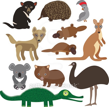 Animals Australia Echidna Platypus ostrich Emu Tasmanian devil