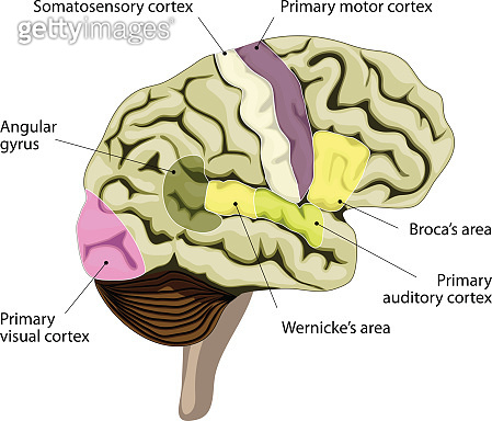The human brain. Cortical representation of speech and language 이미지 ...
