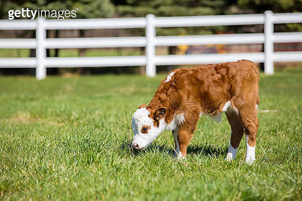 Young Brown & White Hereford Calf in Pasture 이미지 (486844104) - 게티이미지뱅크