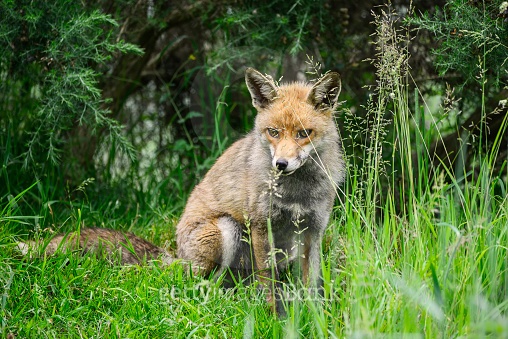 Stunning male fox in long lush green grass of Summer 이미지 (543326648 ...