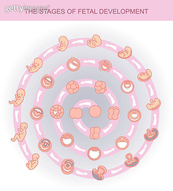Baby Development Vector vector illustration stages of fetal development. (525364806) 일러스트, 무료 ...