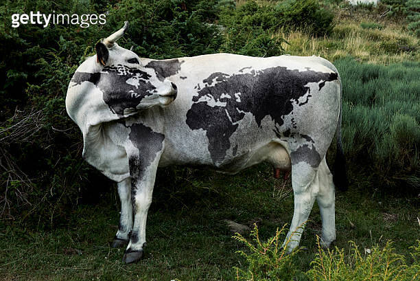 World cow map. 이미지 (533440170) - 게티이미지뱅크