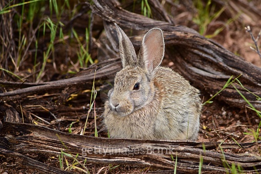 Rabbit in the wilds in Utah, USA (586929876) - 게티이미지뱅크