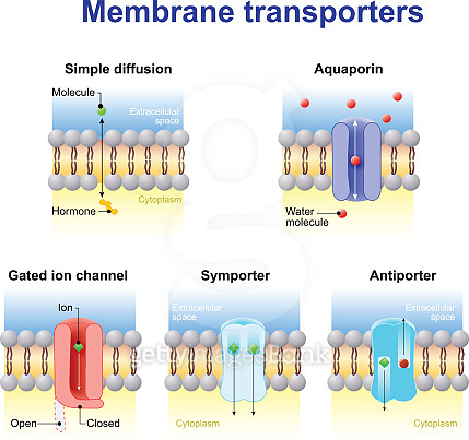 transport of ions and molecules across cell membranes. 이미지 (605759710 ...