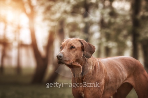 Beautiful dog rhodesian ridgeback hound outdoors 이미지 (539646040) - 게티이미지뱅크