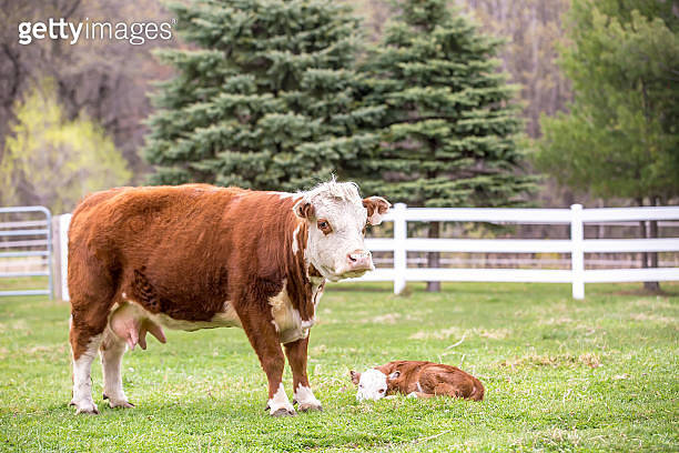 Brown & White Hereford Cow & Calf in Pasture 이미지 (506906332) - 게티이미지뱅크