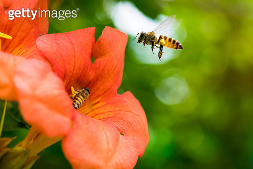 Flying Honey bee collecting pollen from orange Campsis radicans flower ...