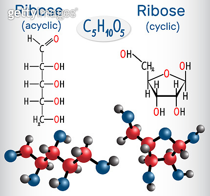 Linear form (acyclic) of ribose and ribose (cyclic form) molecules ...