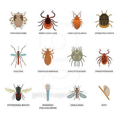 Human skin parasites and housing pests insects isolated disease bug ...