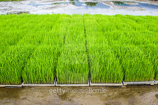 Heathy Rice Field Close up new rice paddy field in north of Thailand. Beautiful green ...