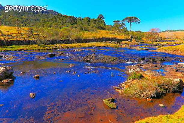 River blurred from long exposure, idyllic landscape with araucaria ...