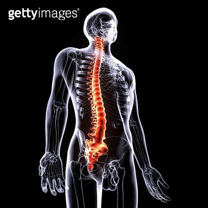 3d illustration human body spine card of a skeleton body parts 이미지 ...