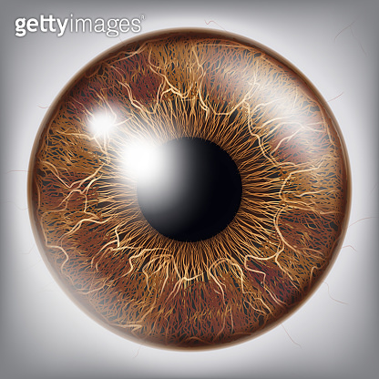 Human Eye Iris Vector. 3D Realistic Eyeball Illustration (871870476 ...