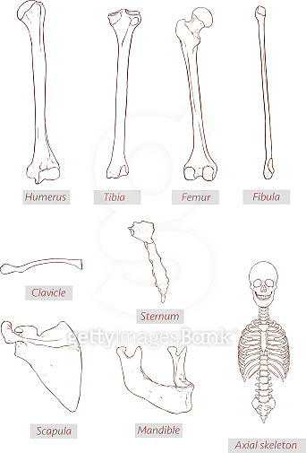 humerus,tibia,femur,fibula,clavicle,sternum,scapula,mandible,axial ...