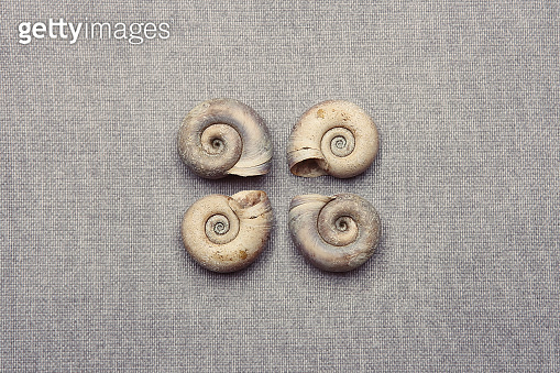 Ornamental composition of four empty shells on canvas background. 이미지 ...
