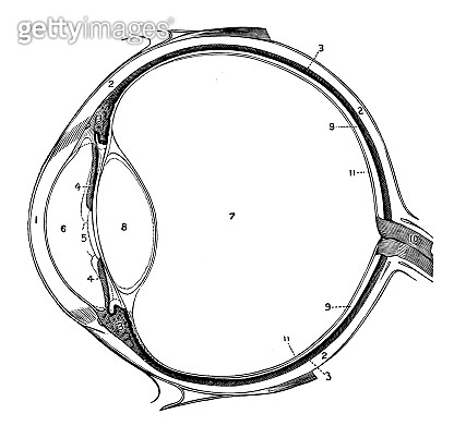 Anatomy of the eye 이미지 (997071382) - 게티이미지뱅크