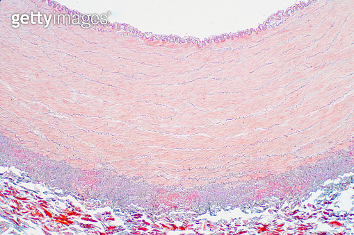 Artery blood vessel under microscope view for education histology ...