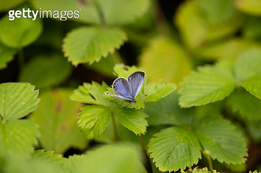 close-up of pale grass blue butterfly (Pseudozizeeria maha) on ...