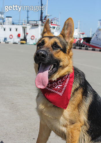 Portrait of a German Shepherd. The dog has a red bandana on his neck