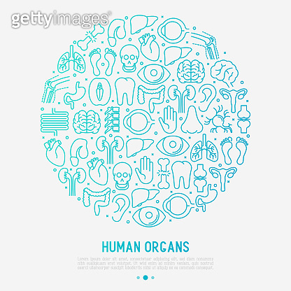 Human internal organs concept in circle with thin line icons. Vector ...
