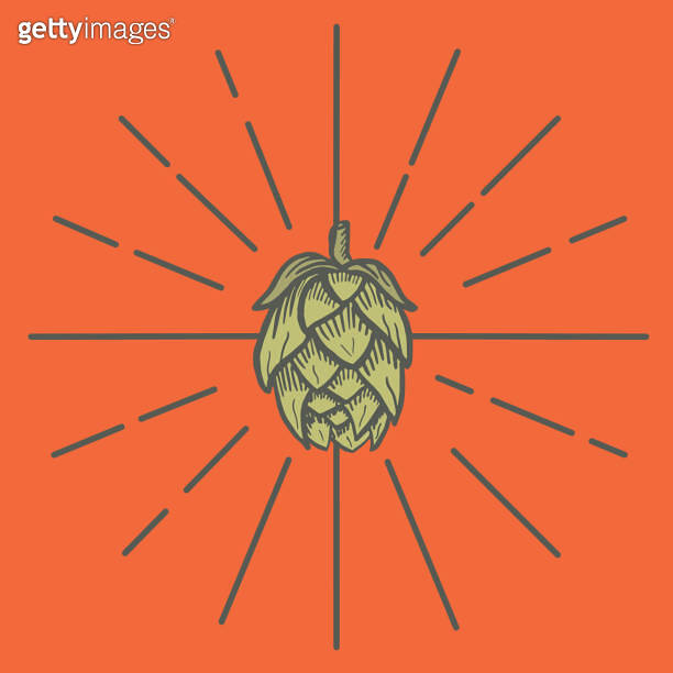 beer hops 이미지 (1006512524) 게티이미지뱅크