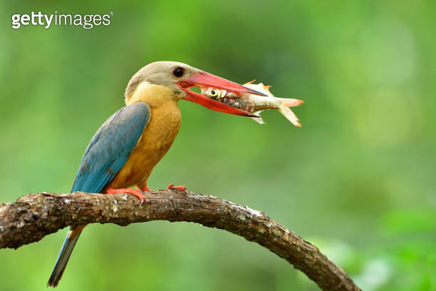 stork-billed kingfisher (Pelargopsis capensis) beautiful big red beak ...