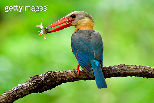 stork-billed kingfisher (Pelargopsis capensis) beautiful big red beak ...