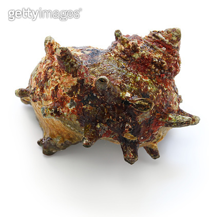 sazae , japanese horned turban shell (1002165668) - 게티이미지뱅크