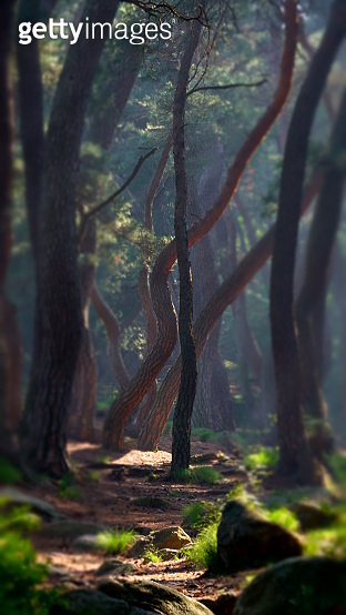 Korean red pine Trees 이미지 (990859900) - 게티이미지뱅크