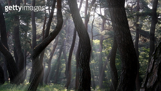 Korean red pine Trees 이미지 (990859938) - 게티이미지뱅크