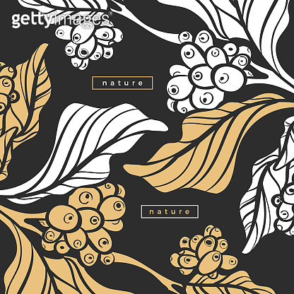 Template of black branch of coffee tree with leaves and coffee beans ...