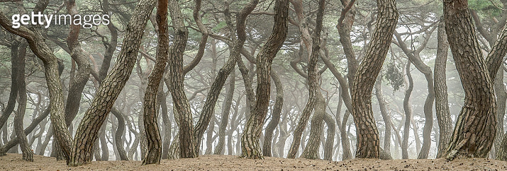 Korean red pine Trees 이미지 (990857538) - 게티이미지뱅크